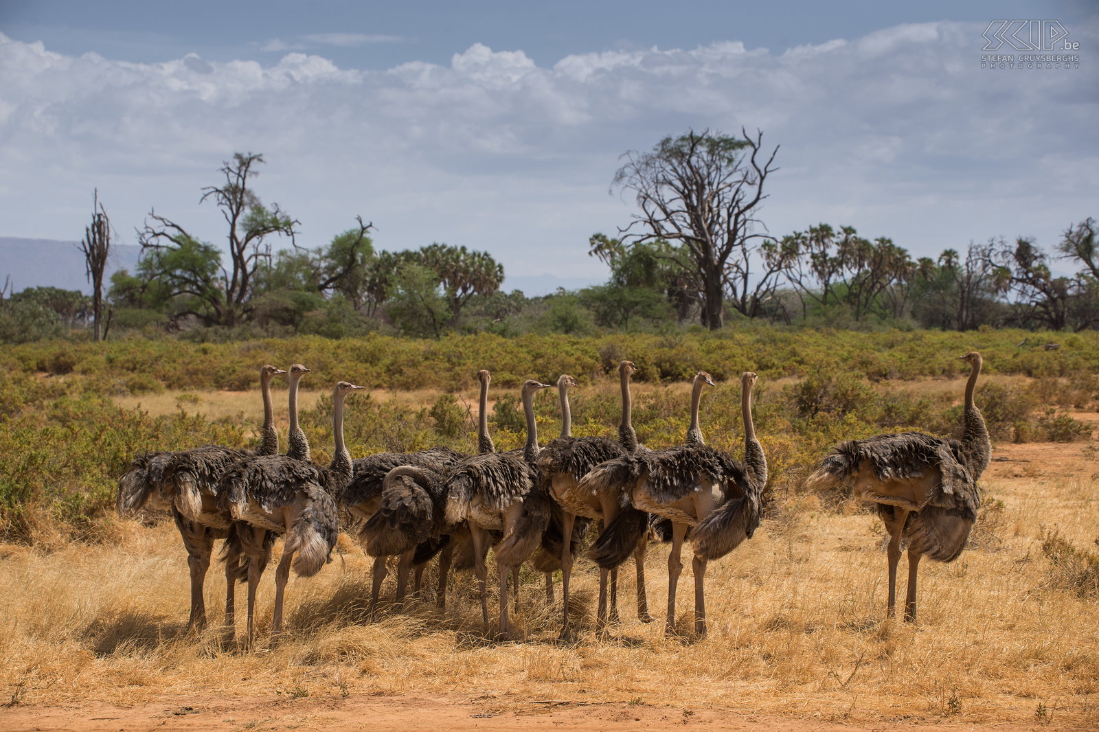 Samburu - Groep vrouwelijke struisvogels Een grote groep vrouwelijke Somalische struisvogels (Somali ostriche, Struthio camelus molybdophanes). Ze verschillen een beetje van andere struisvogels door hun grijs-blauwe nek en witte staartveren. De vrouwtjes zijn iets groter dan de mannetjes en hebben een bruin gevederte.<br />
 Stefan Cruysberghs